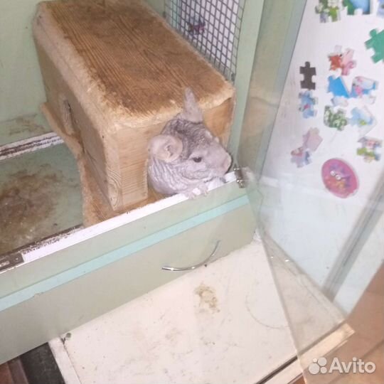 Серебристая шиншилла