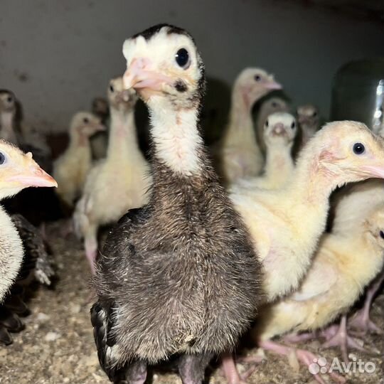 Индюшата подрощенные белые широкогрудые, бронзовые