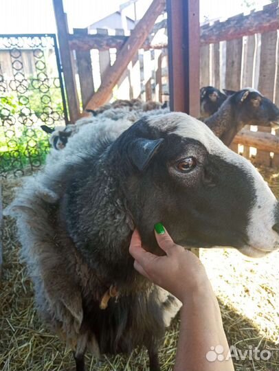 Овцы и баран