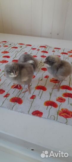 Цыплята доминанты,суточные,месячные