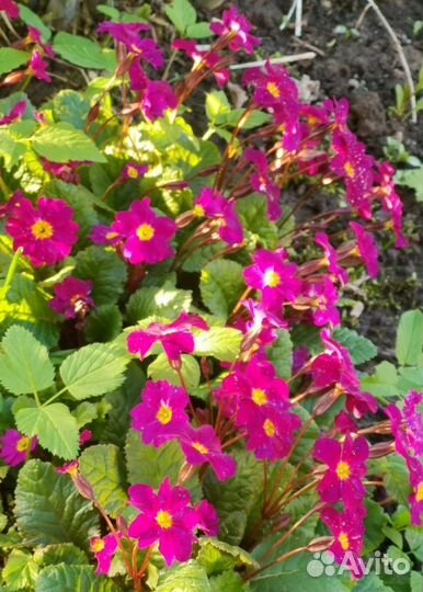 Примула обыкновенная бесстебельная