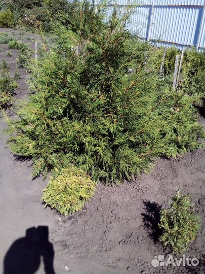 Саженцы хвойных и лиственных пород