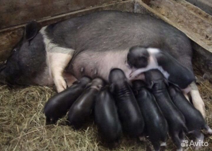 Вьетнамские поросята