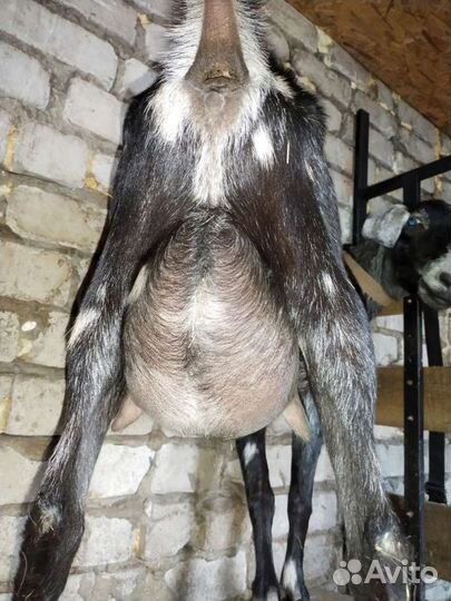 Коза нубийская,поросята