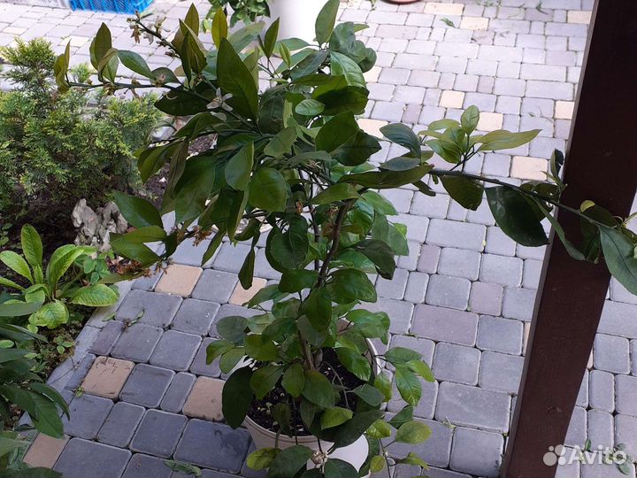 Мандарин уншиу