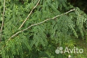 Семена и саженцы гледичии