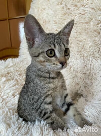 Спасите Симбу