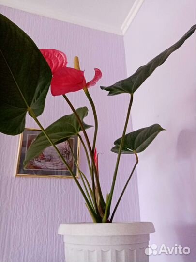 Антуриум Андре