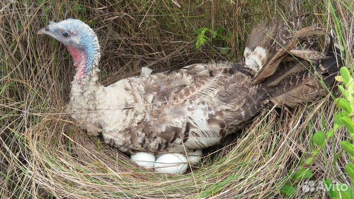 Инкубационное яйцо