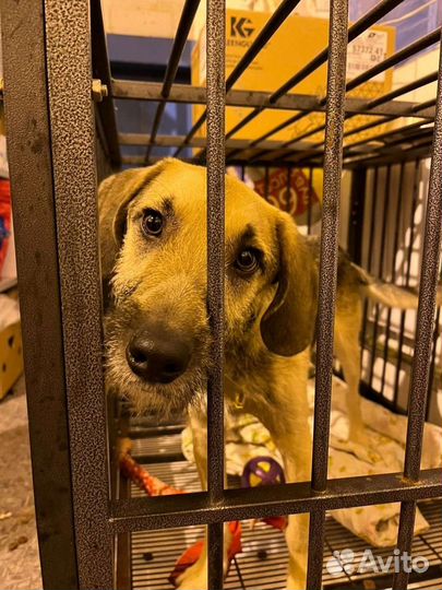 Собака в добрые руки отдам бесплатно