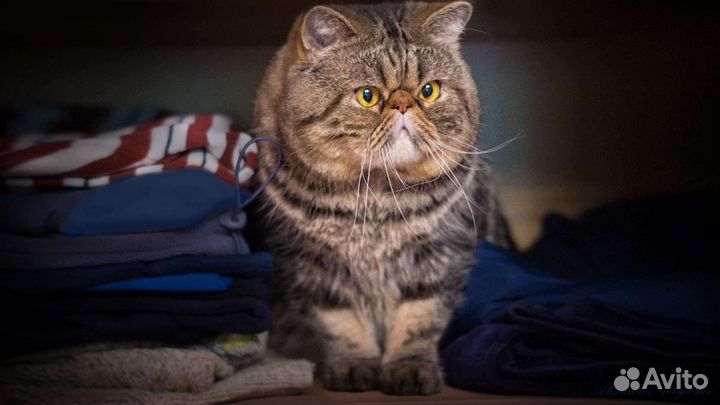 Девочка экзот Чёрная королева