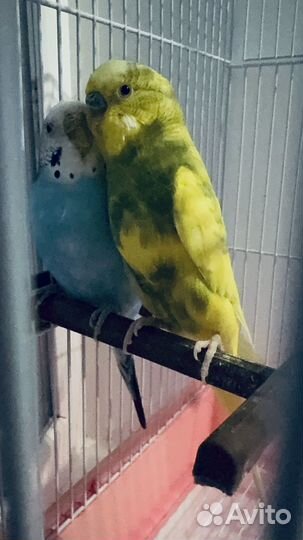 Волнистый попугай с клеткой
