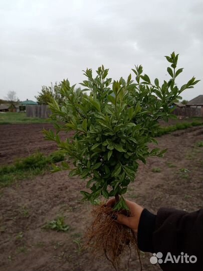 Бирючина обыкновенная