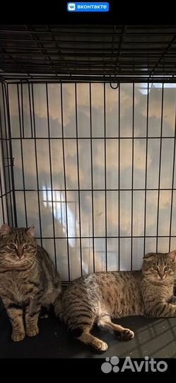 Коты отдам в добрые руки