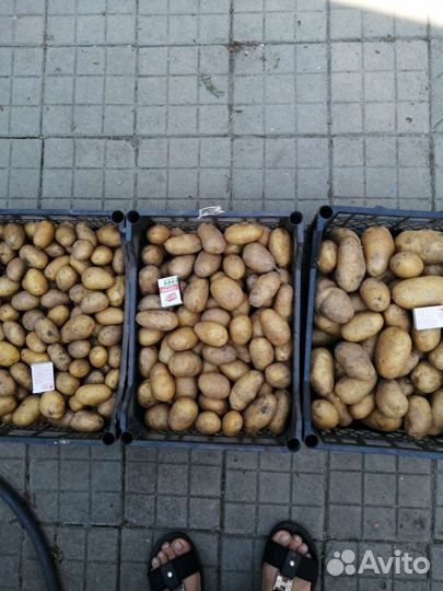 Картофель адретта продам
