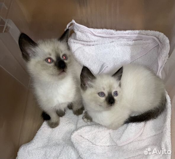 Тайские котята