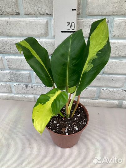 Редкие Филодендроны из питомника растений