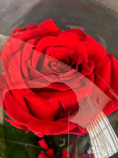 Роза в колбе