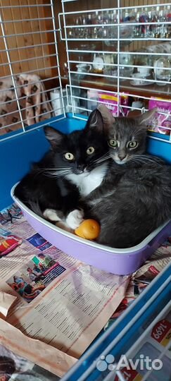 Котята в добрые руки