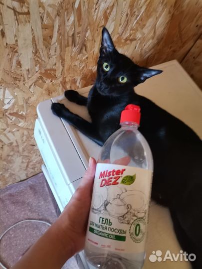 Ориентальные котята