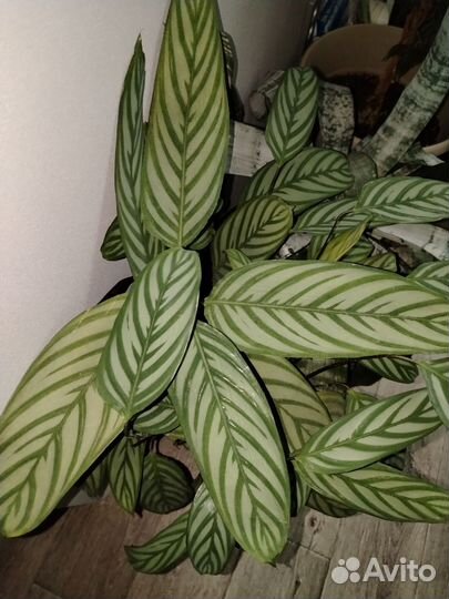 Горшечные растения