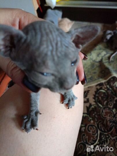 Донской сфинкс велюр котята