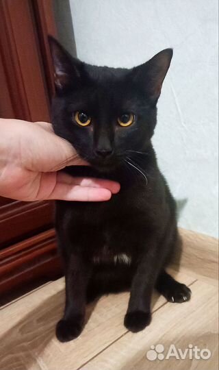 Кот в добрые руки