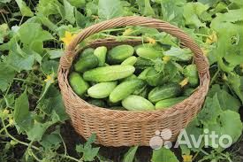 Сборщики огурцов. Вахта