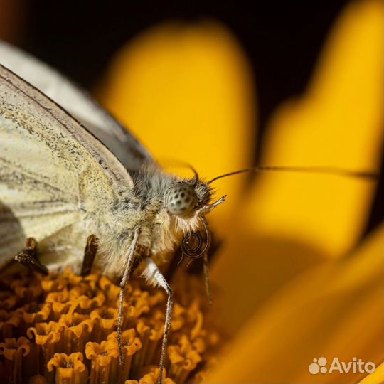 Макрообъектив canon mp-e65 macro 1x-5x