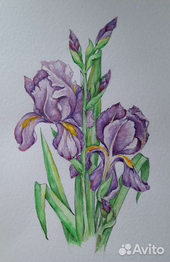 Акварель ирисы 2