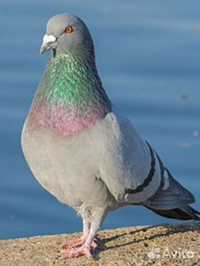 Голубь