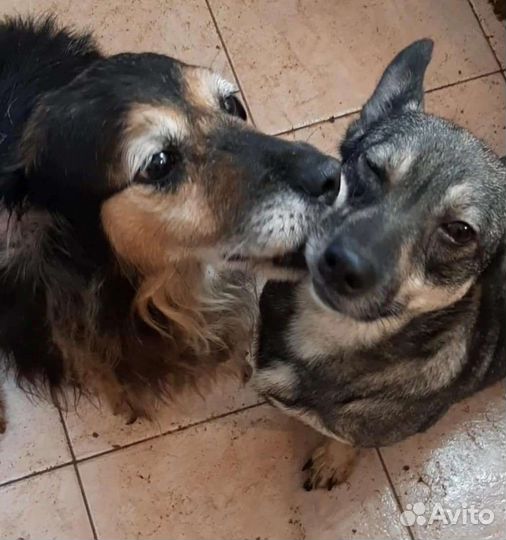 Работник по уходу за животными