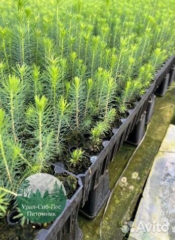 Сеянцы зкс Сосна окс Ель Лиственница Горная