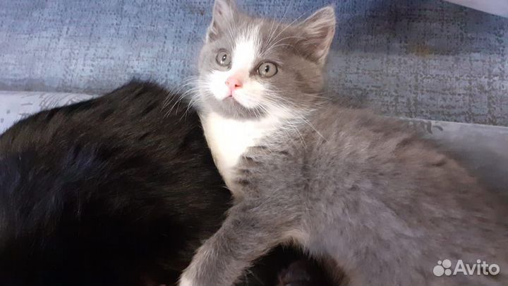 Котенок девочка в добрые руки