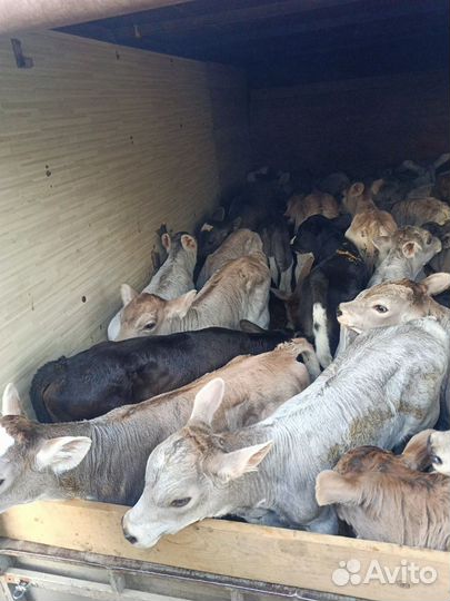 Телята бычки каждый суботу