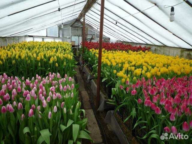 Луковицы тюльпанов