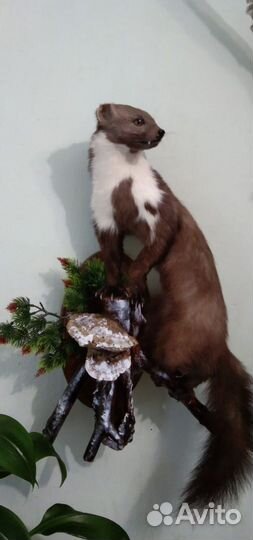 Чучало куницы