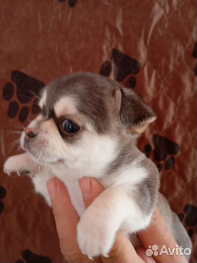 Уникальный окрас - маленький хаски-чихуахуа