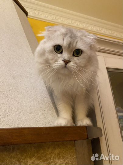 Шотландский кот