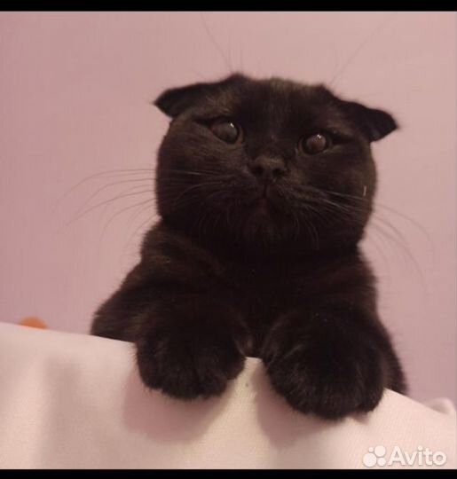 Шотландские вислоухие котята черные