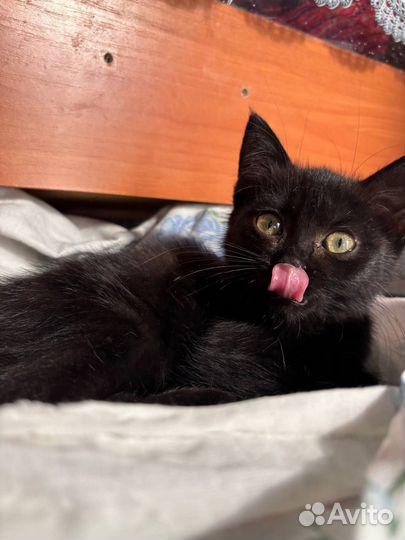 Котёнок бесплатно