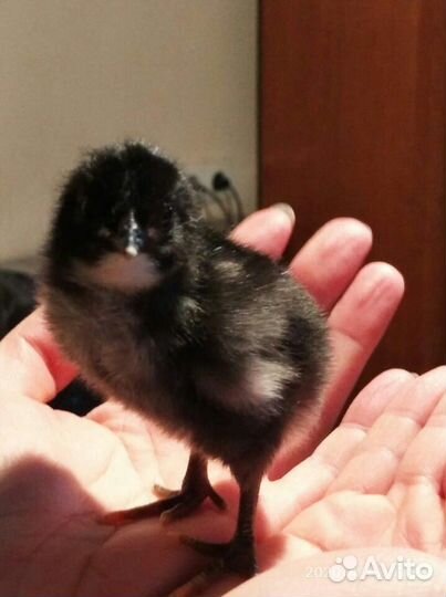 Куры породы Джерсийский гигант