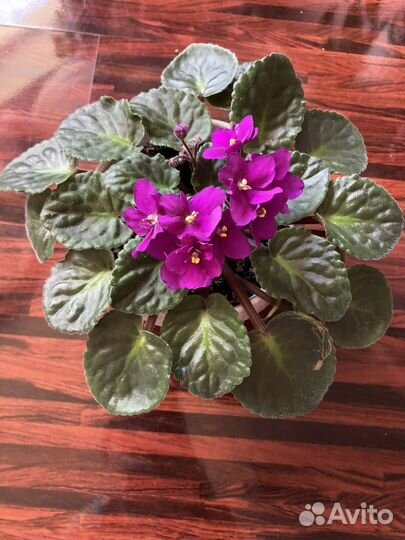 Фиалка в горшке