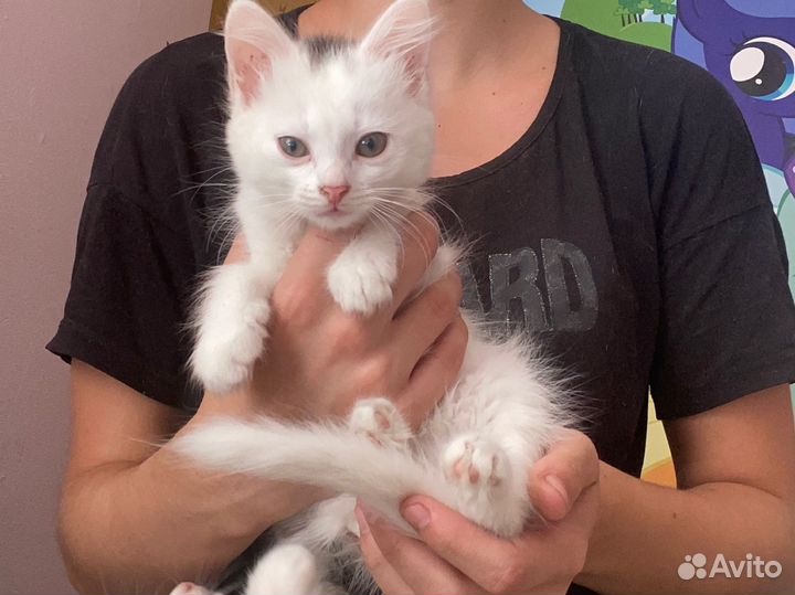 Кошка в дар бесплатно
