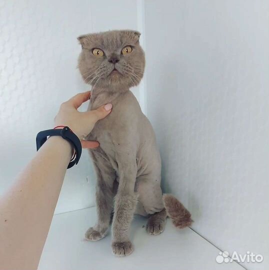 Стрижка кошек и собак