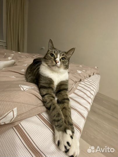 Ищу передержку для котика