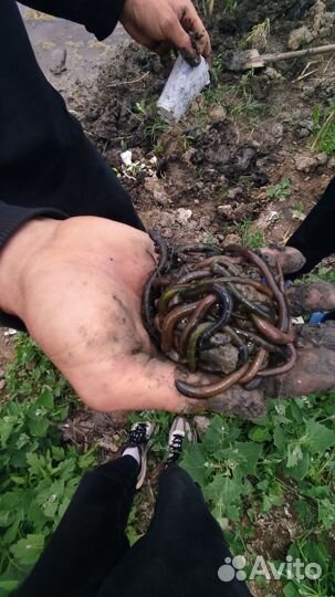 Черви зелёные для рыбалки