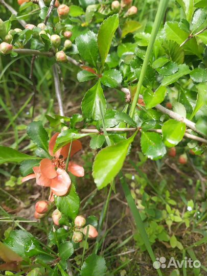 Айва японская хеномелес