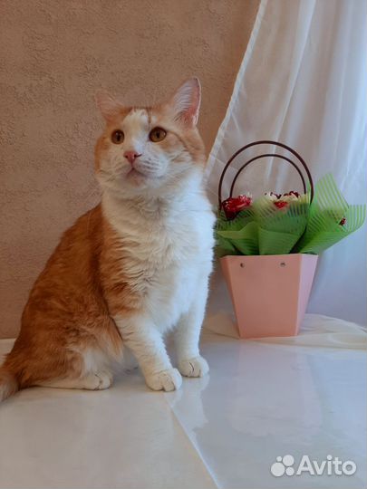 Кот ищет дом