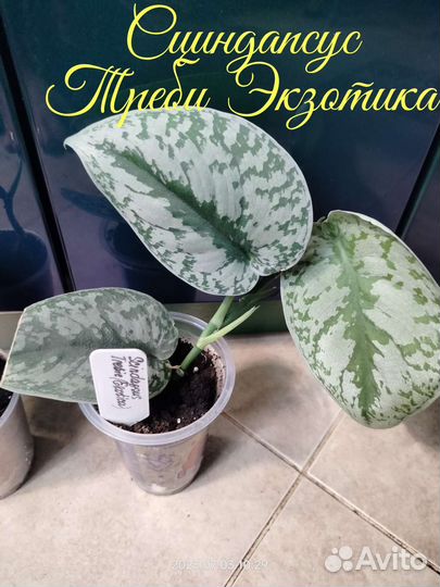 Плющи, сциндапсусы